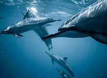 九游游戏：让手游生态成为你的日常伙伴